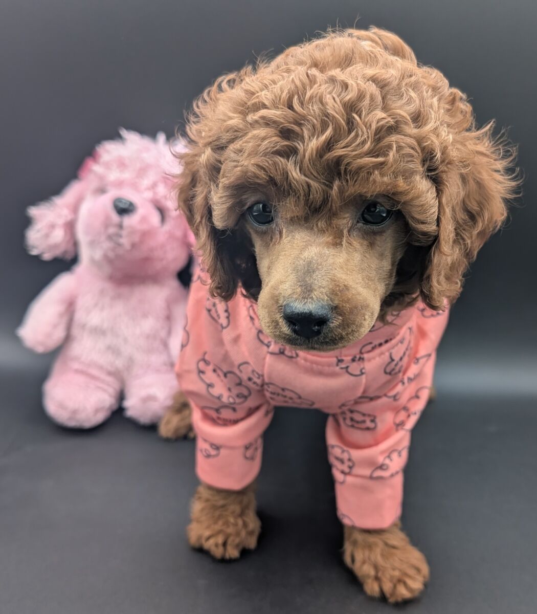Bo Peep 🩷 $1,100 Miniature Poodle - Image 42