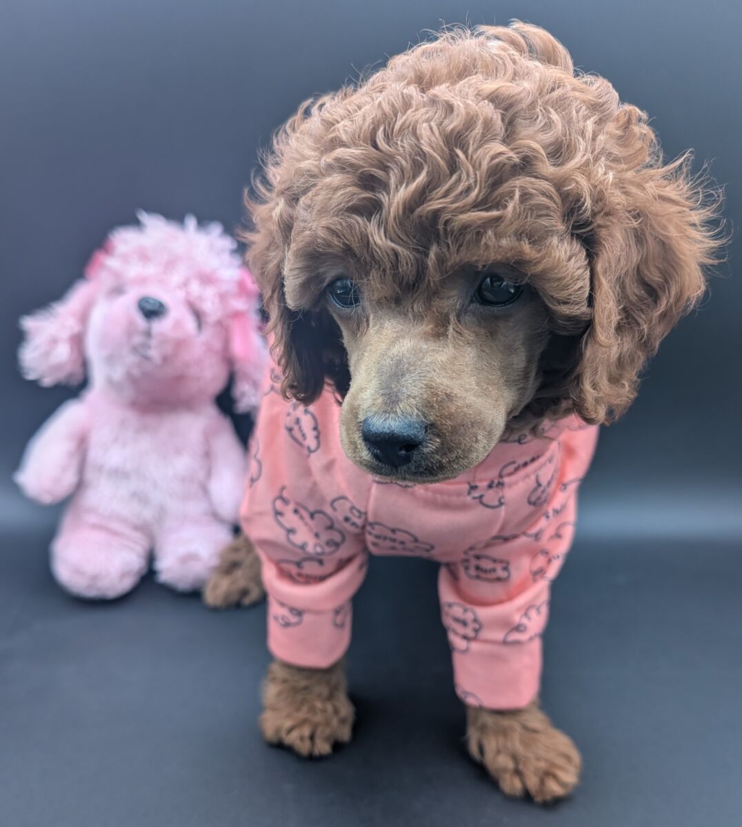 Bo Peep 🩷 $1,100 Miniature Poodle - Image 43