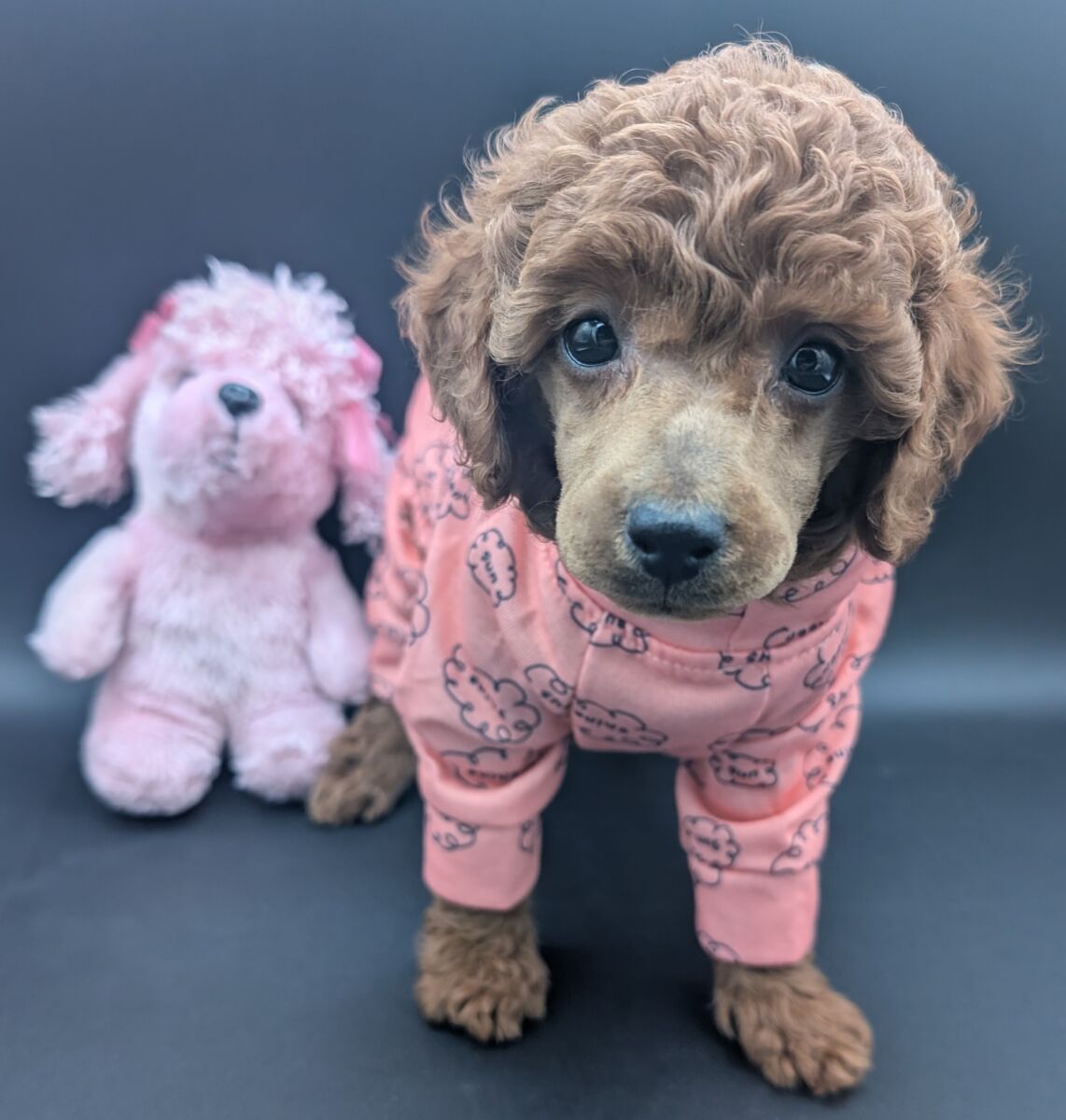 Bo Peep 🩷 $1,100 Miniature Poodle - Image 44