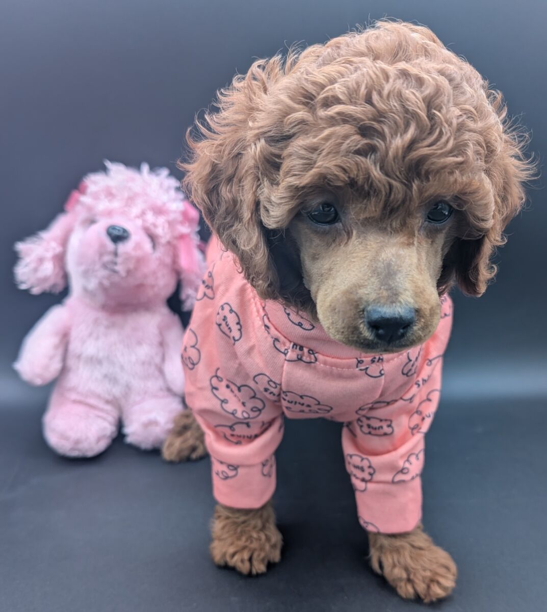 Bo Peep 🩷 $1,100 Miniature Poodle - Image 41