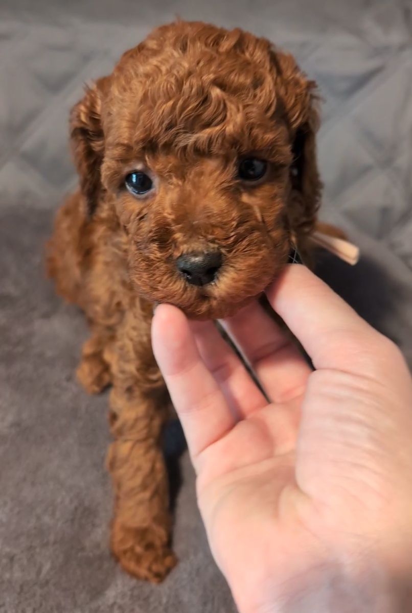 Bo Peep 🩷 $1,100 Miniature Poodle - Image 12