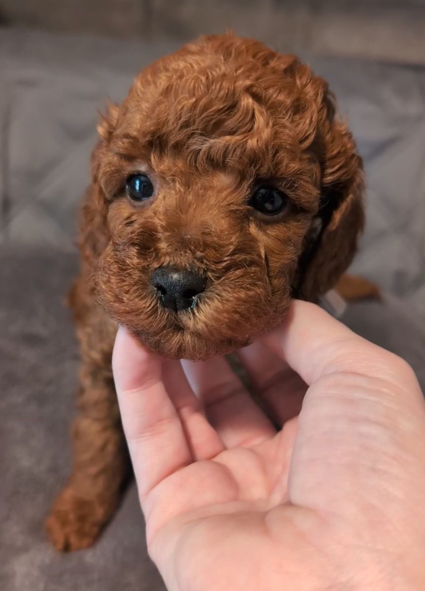 Bo Peep 🩷 $1,100 Miniature Poodle - Image 15