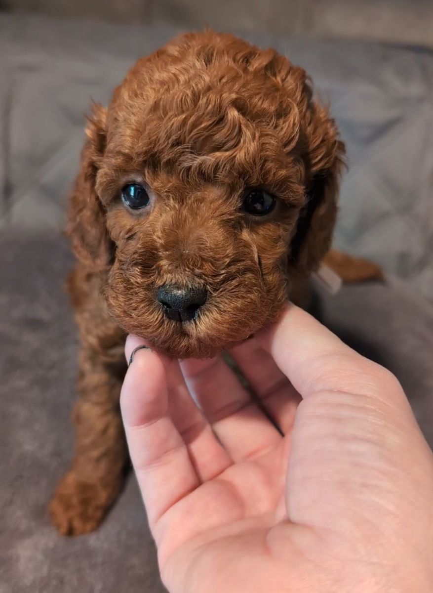 Bo Peep 🩷 $1,100 Miniature Poodle - Image 14