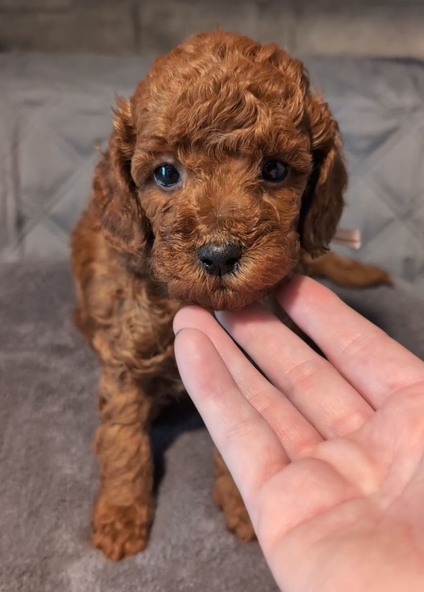 Bo Peep 🩷 $1,100 Miniature Poodle - Image 13