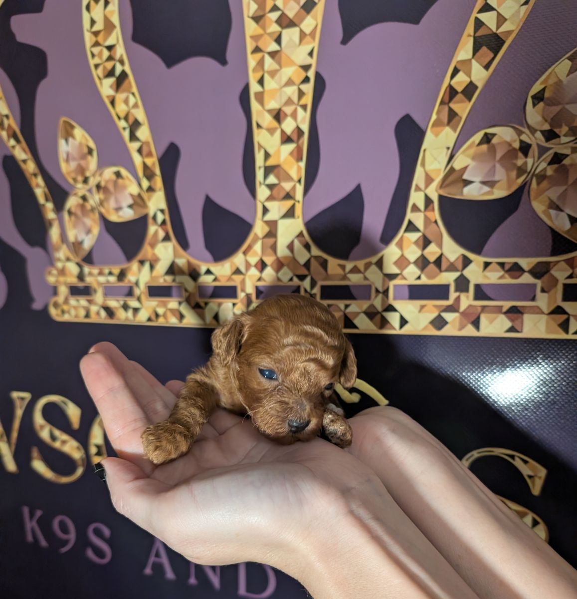 Banana 🍌 ( Bear ) Reserved 🎉 - Image 22