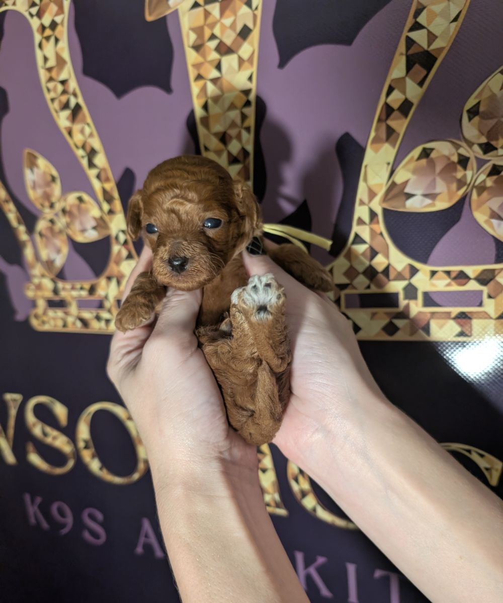 Banana 🍌 ( Bear ) Reserved 🎉 - Image 23
