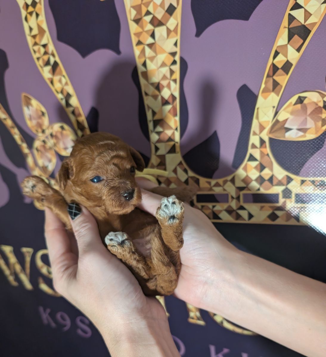 Banana 🍌 ( Bear ) Reserved 🎉 - Image 19