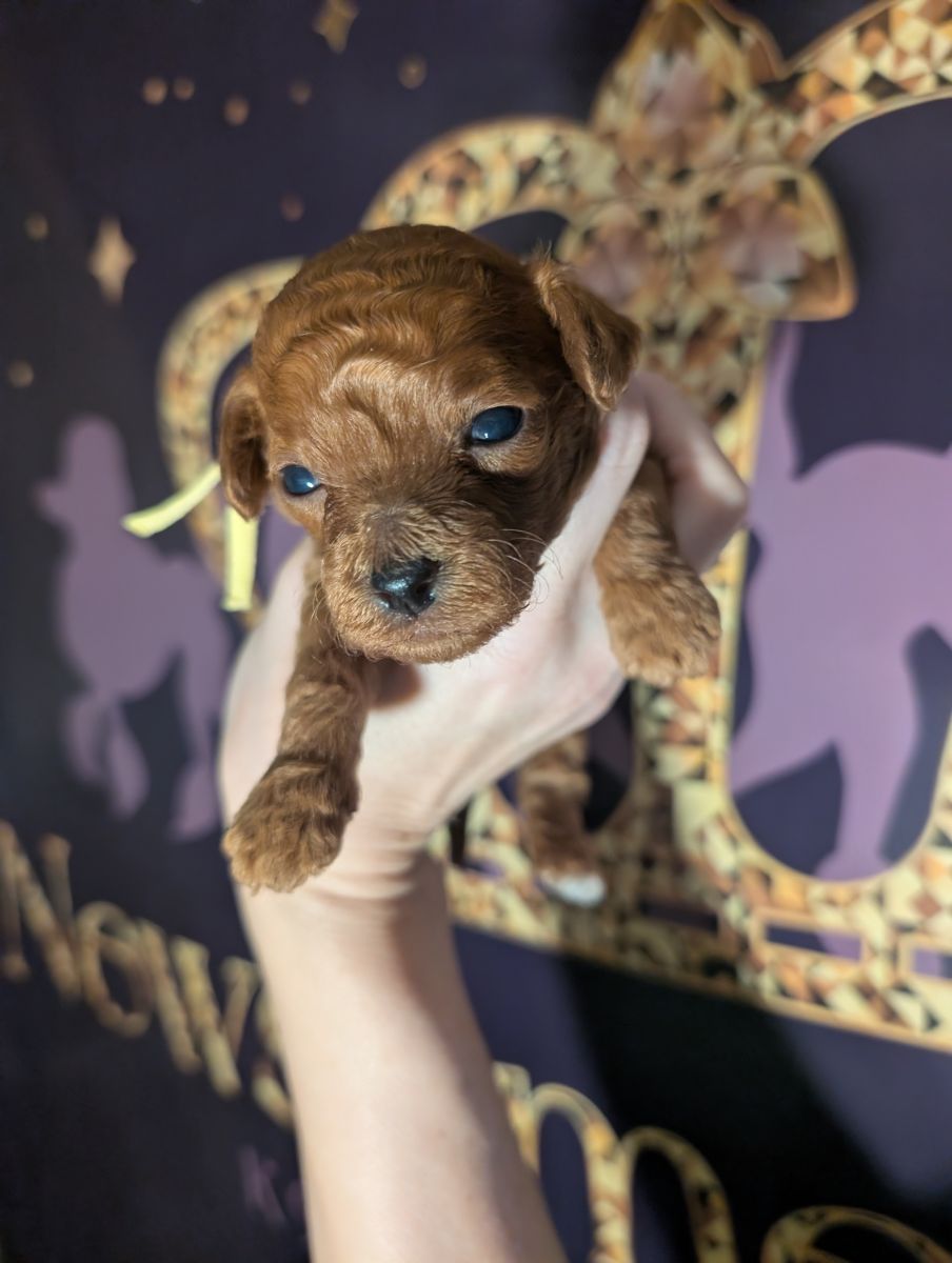Banana 🍌 ( Bear ) Reserved 🎉 - Image 18