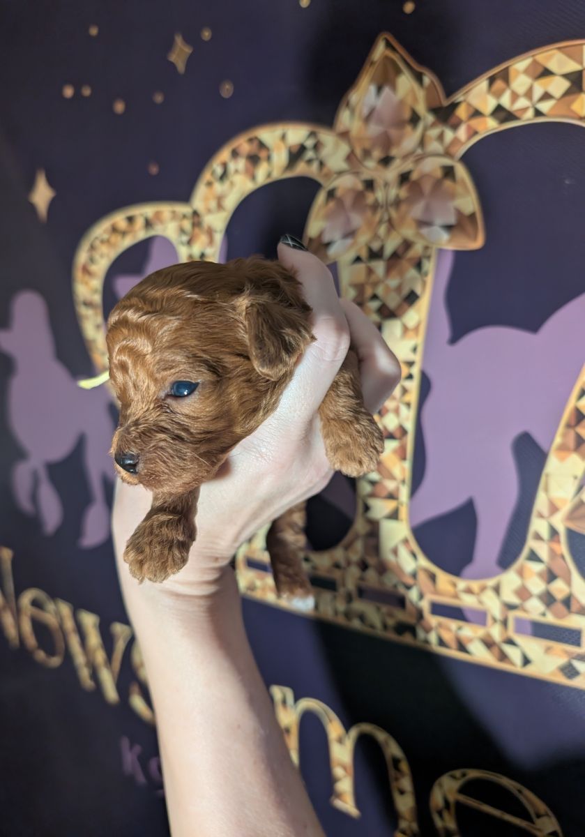 Banana 🍌 ( Bear ) Reserved 🎉 - Image 17