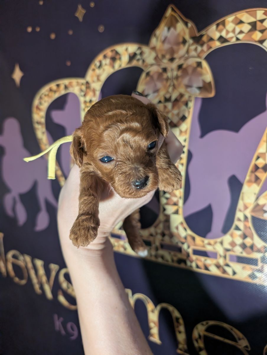 Banana 🍌 ( Bear ) Reserved 🎉 - Image 16