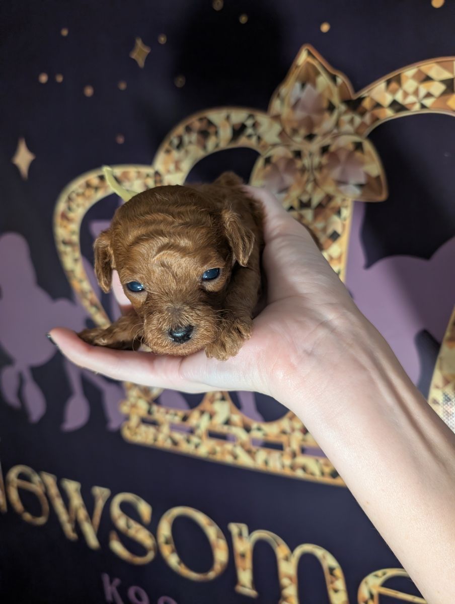 Banana 🍌 ( Bear ) Reserved 🎉 - Image 15