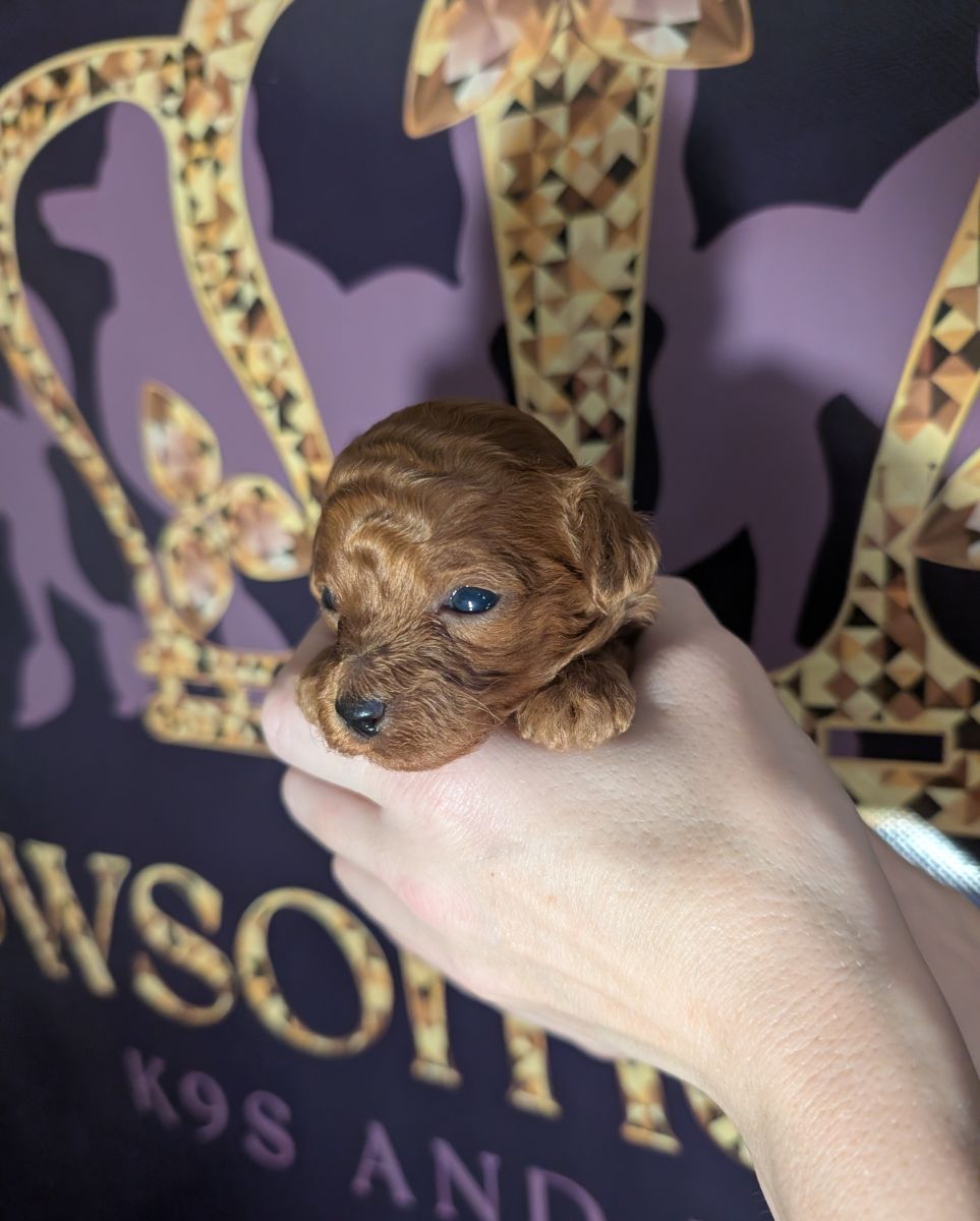 Banana 🍌 ( Bear ) Reserved 🎉 - Image 14