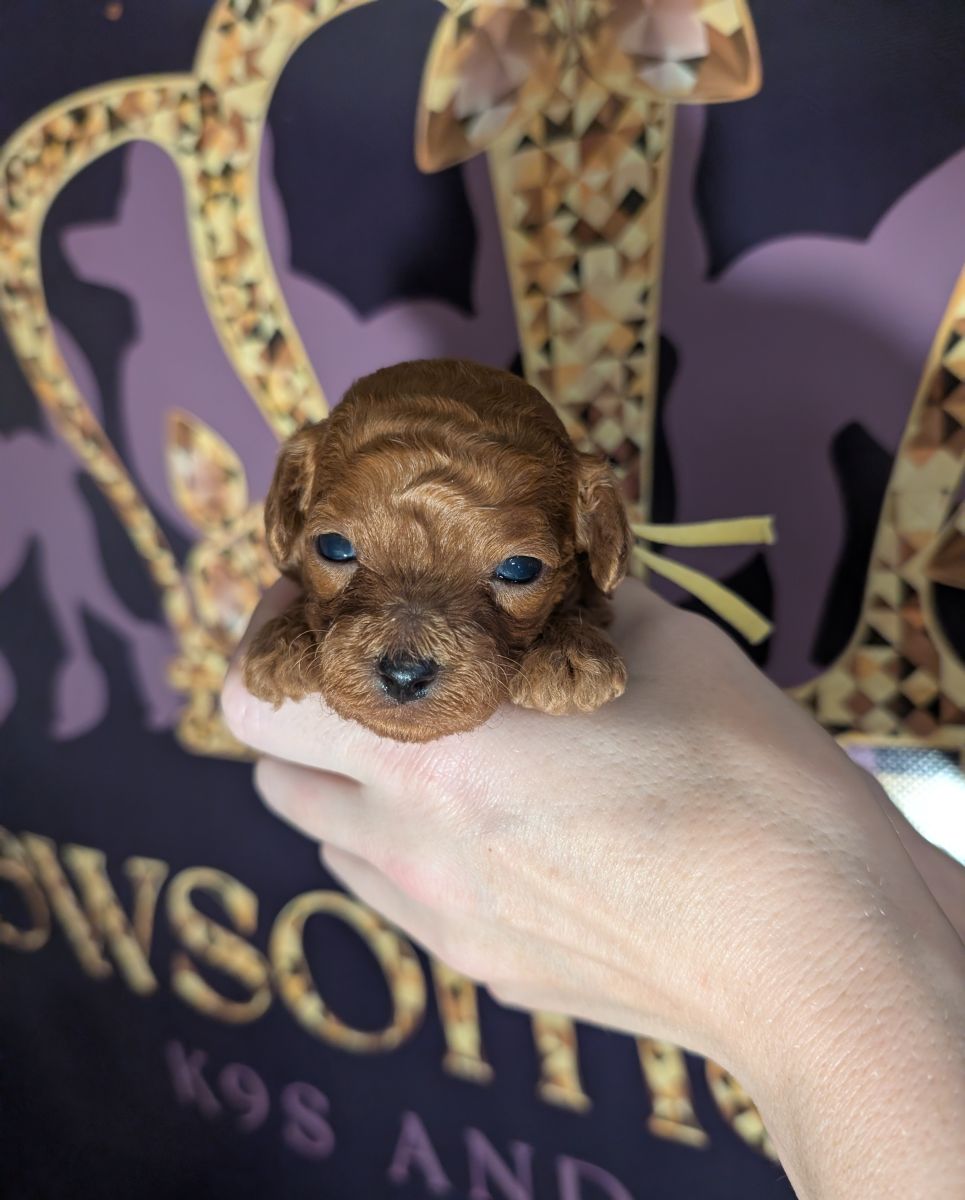 Banana 🍌 ( Bear ) Reserved 🎉 - Image 13