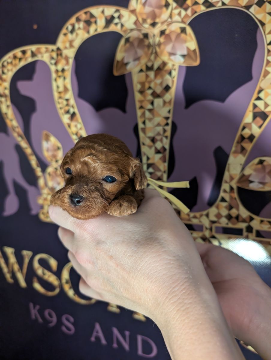 Banana 🍌 ( Bear ) Reserved 🎉 - Image 10