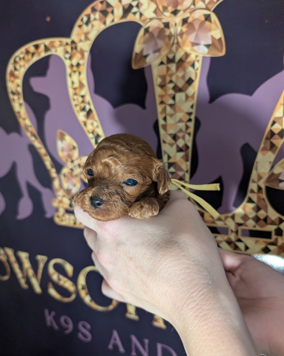 Banana 🍌 ( Bear ) Reserved 🎉 - Image 11