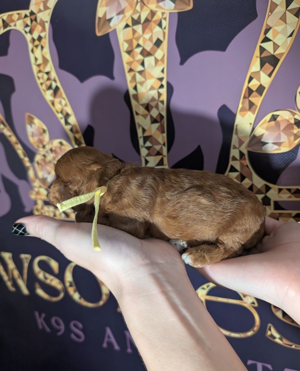 Banana 🍌 ( Bear ) Reserved 🎉 - Image 12