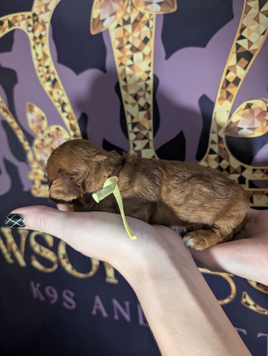 Banana 🍌 ( Bear ) Reserved 🎉 - Image 9