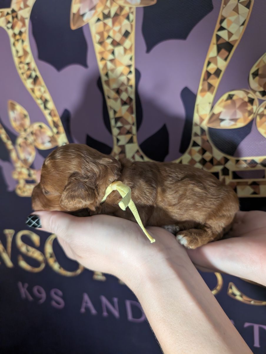 Banana 🍌 ( Bear ) Reserved 🎉 - Image 8