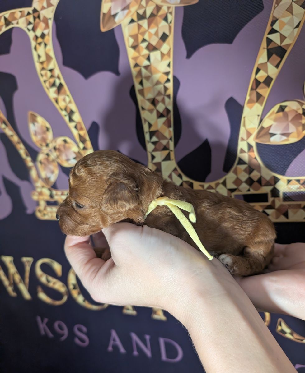 Banana 🍌 ( Bear ) Reserved 🎉 - Image 7