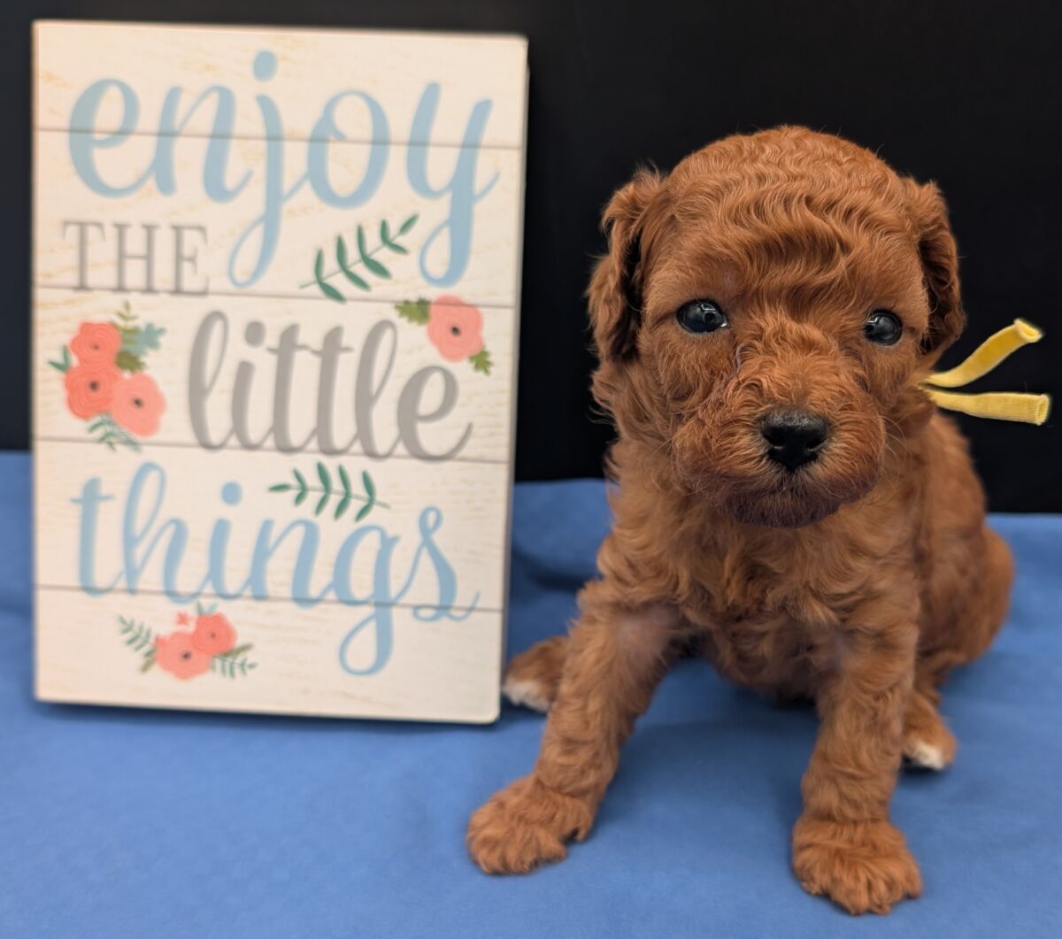 Banana 🍌 ( Bear ) Reserved 🎉 - Image 29