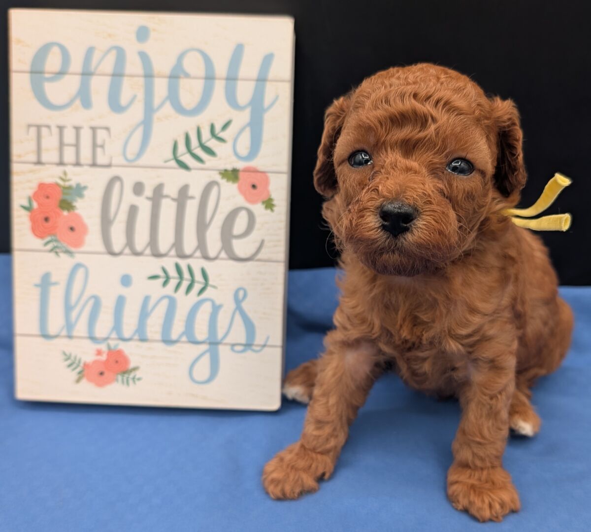 Banana 🍌 ( Bear ) Reserved 🎉 - Image 30
