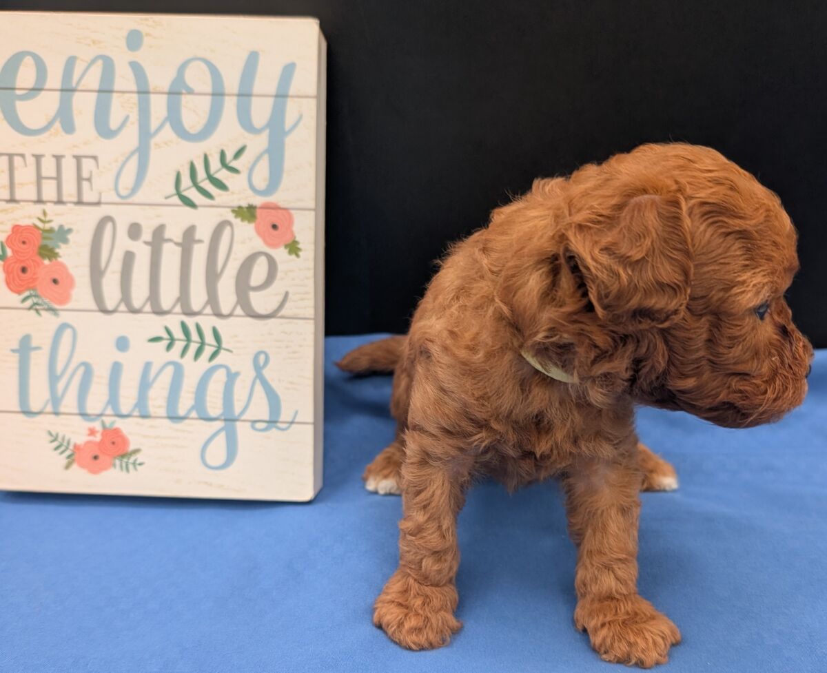 Banana 🍌 ( Bear ) Reserved 🎉 - Image 34