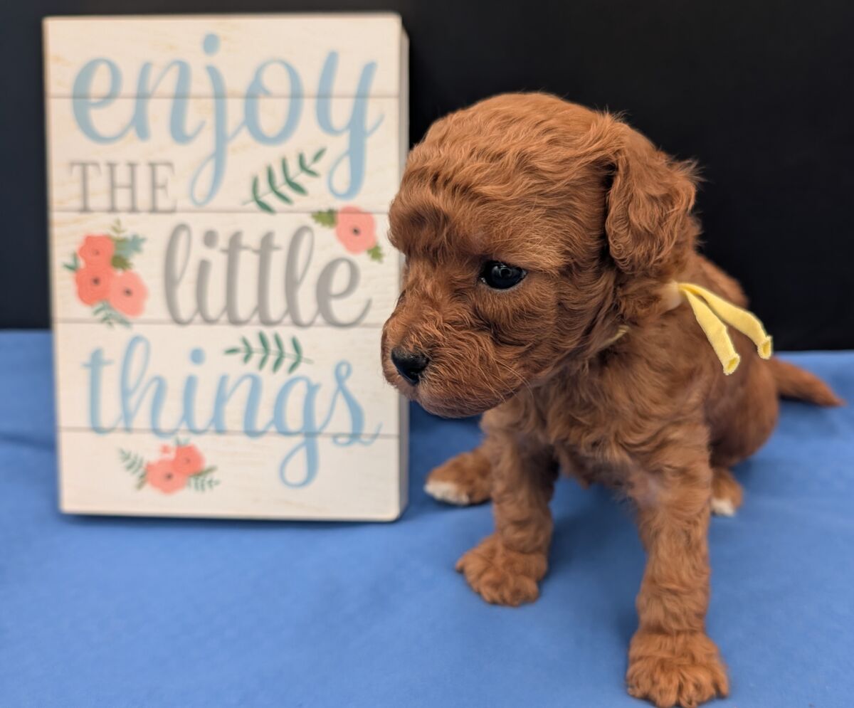 Banana 🍌 ( Bear ) Reserved 🎉 - Image 35