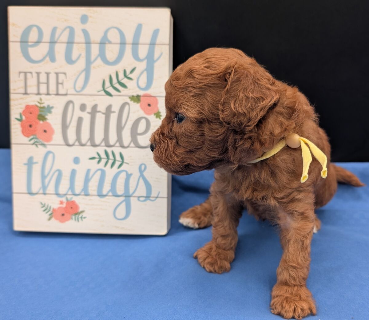 Banana 🍌 ( Bear ) Reserved 🎉 - Image 36