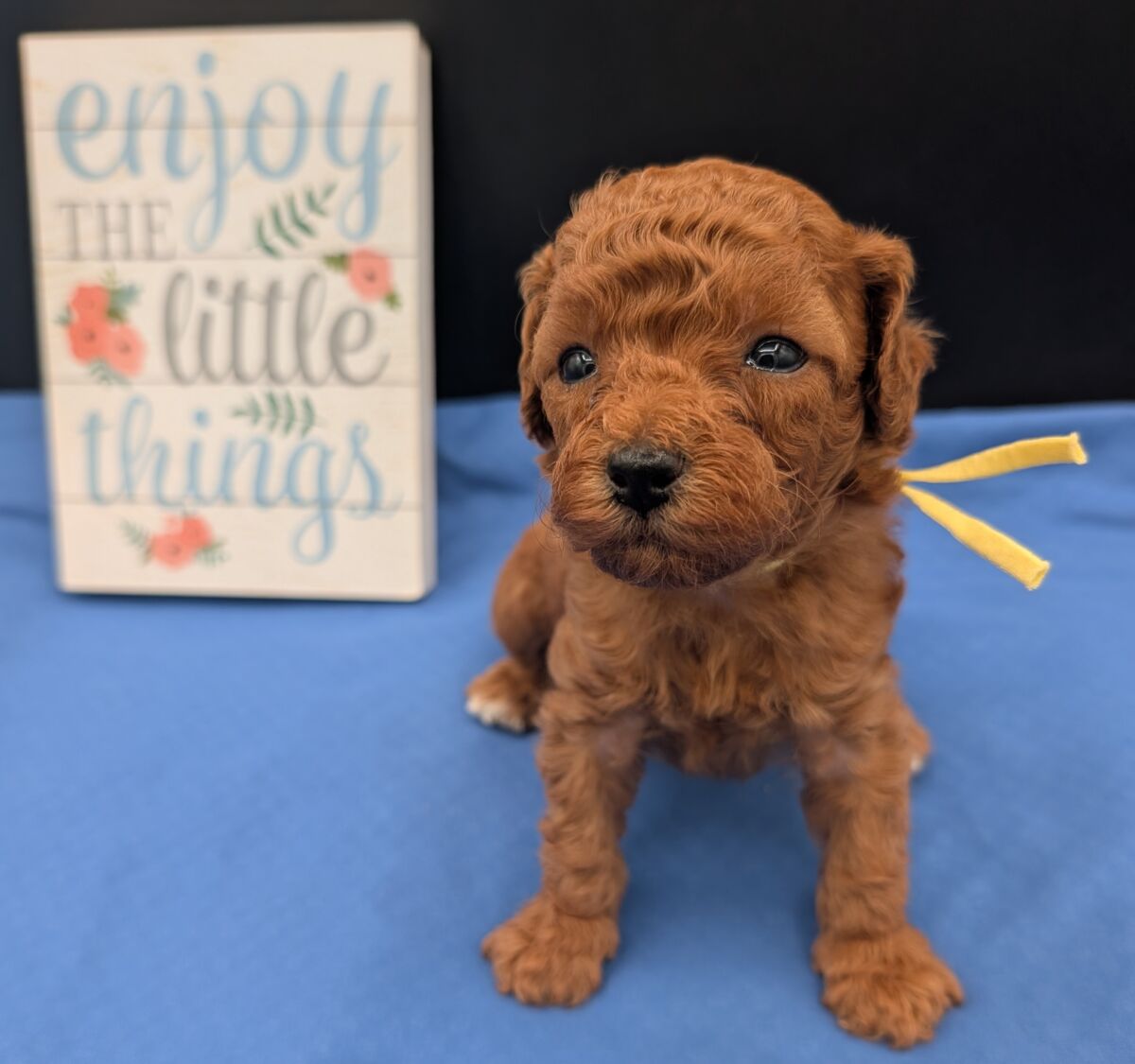 Banana 🍌 ( Bear ) Reserved 🎉 - Image 39
