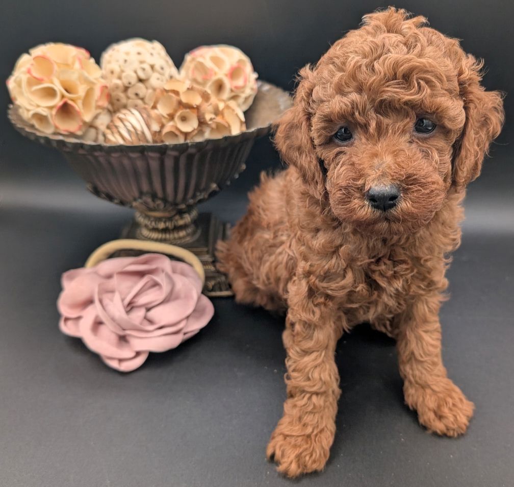Bo Peep 🩷 $1,100 Miniature Poodle - Image 16